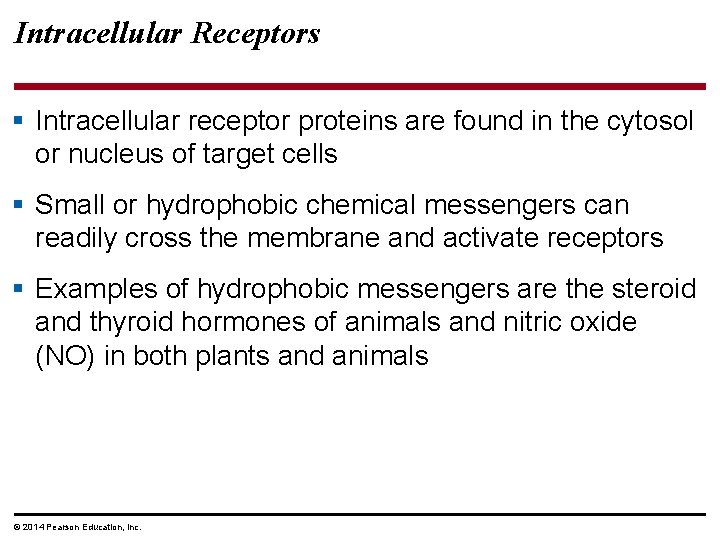 Intracellular Receptors § Intracellular receptor proteins are found in the cytosol or nucleus of