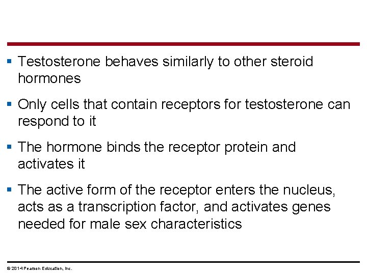 § Testosterone behaves similarly to other steroid hormones § Only cells that contain receptors