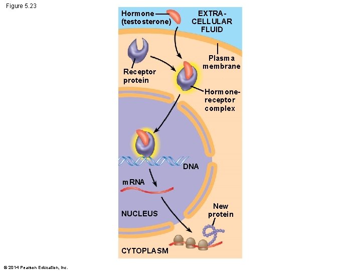 Figure 5. 23 Hormone (testosterone) EXTRACELLULAR FLUID Plasma membrane Receptor protein Hormonereceptor complex DNA