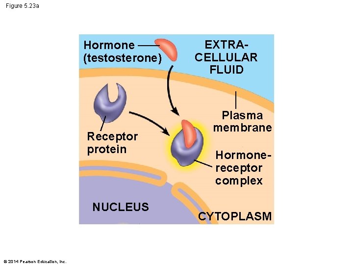 Figure 5. 23 a Hormone (testosterone) Receptor protein NUCLEUS © 2014 Pearson Education, Inc.