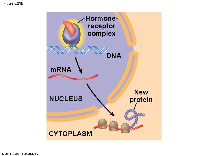 Figure 5. 23 b Hormonereceptor complex DNA m. RNA NUCLEUS CYTOPLASM © 2014 Pearson