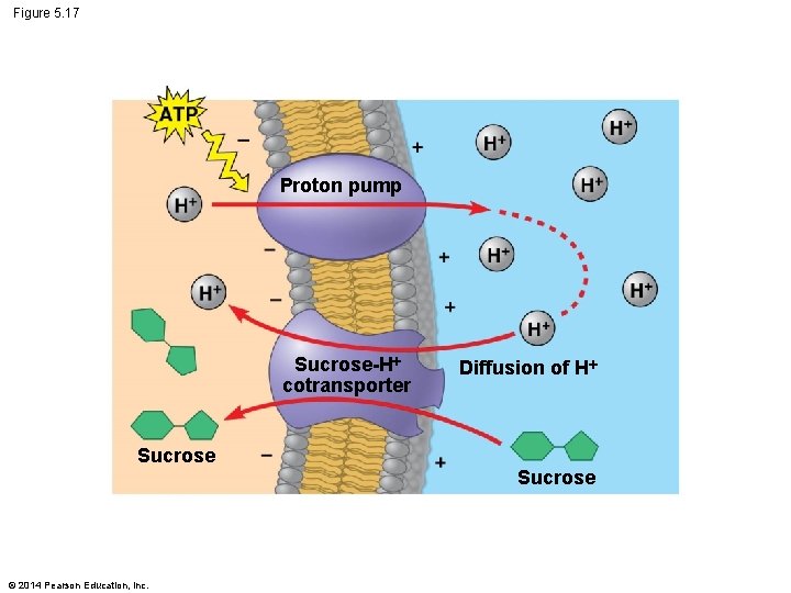 Figure 5. 17 Proton pump Sucrose-H cotransporter Sucrose © 2014 Pearson Education, Inc. Diffusion