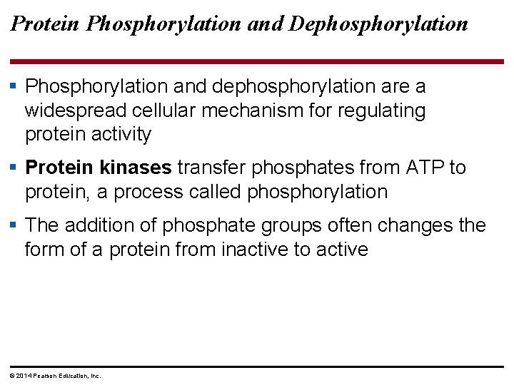 Protein Phosphorylation and Dephosphorylation § Phosphorylation and dephosphorylation are a widespread cellular mechanism for