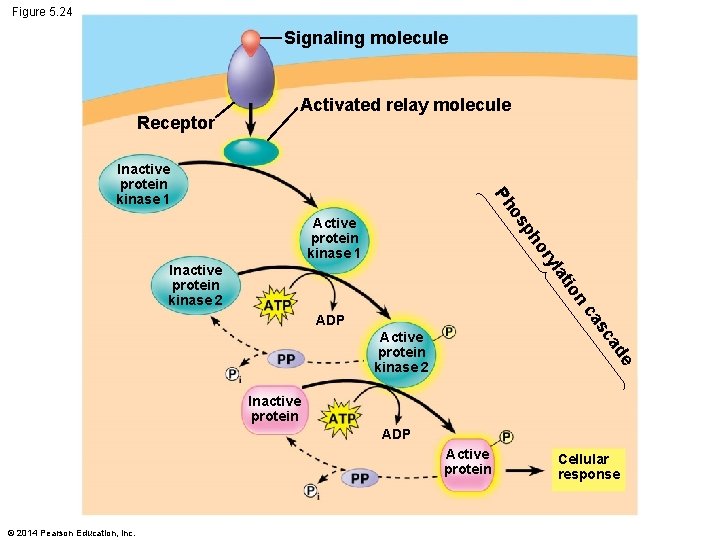 Figure 5. 24 Signaling molecule Receptor Activated relay molecule os Ph Inactive protein kinase