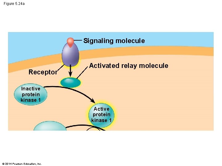 Figure 5. 24 a Signaling molecule Receptor Activated relay molecule Inactive protein kinase 1