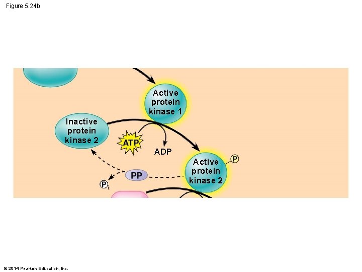 Figure 5. 24 b Active protein kinase 1 Inactive protein kinase 2 ADP Active