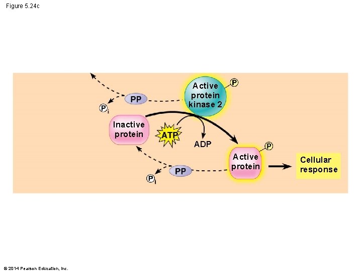 Figure 5. 24 c Active protein kinase 2 Inactive protein ADP Active protein ©