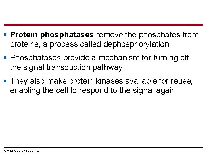 § Protein phosphatases remove the phosphates from proteins, a process called dephosphorylation § Phosphatases