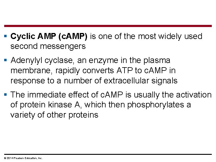 § Cyclic AMP (c. AMP) is one of the most widely used second messengers