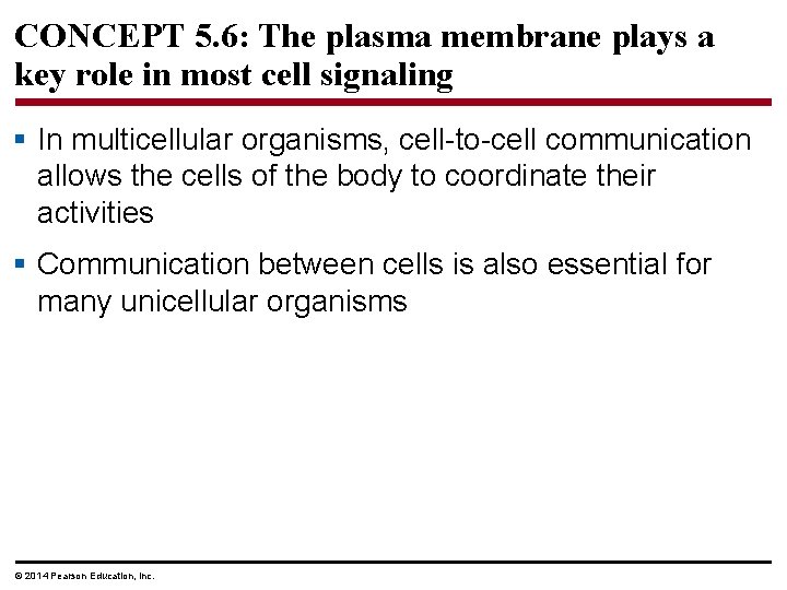 CONCEPT 5. 6: The plasma membrane plays a key role in most cell signaling