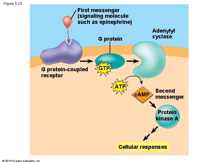 Figure 5. 25 First messenger (signaling molecule such as epinephrine) G protein Adenylyl cyclase