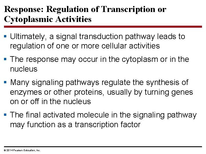 Response: Regulation of Transcription or Cytoplasmic Activities § Ultimately, a signal transduction pathway leads