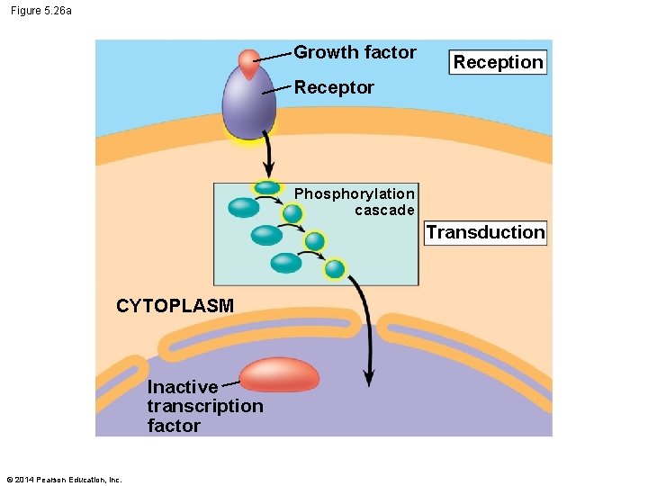 Figure 5. 26 a Growth factor Reception Receptor Phosphorylation cascade Transduction CYTOPLASM Inactive transcription