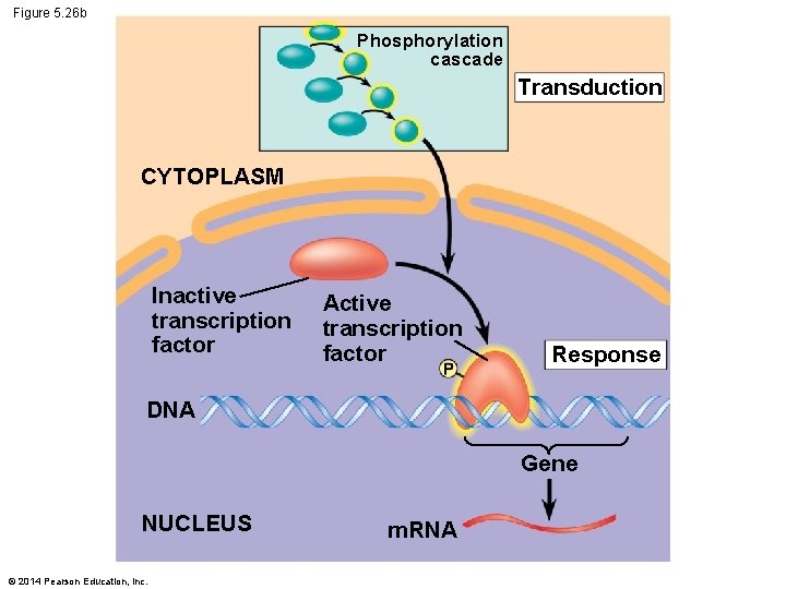 Figure 5. 26 b Phosphorylation cascade Transduction CYTOPLASM Inactive transcription factor Active transcription factor