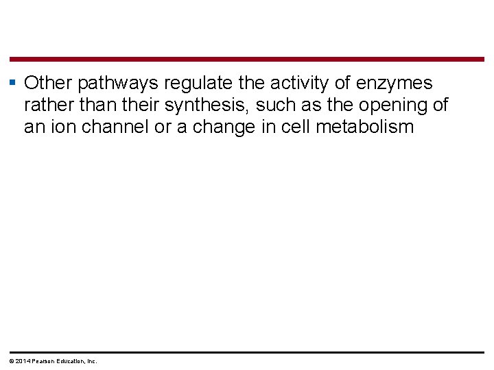 § Other pathways regulate the activity of enzymes rather than their synthesis, such as