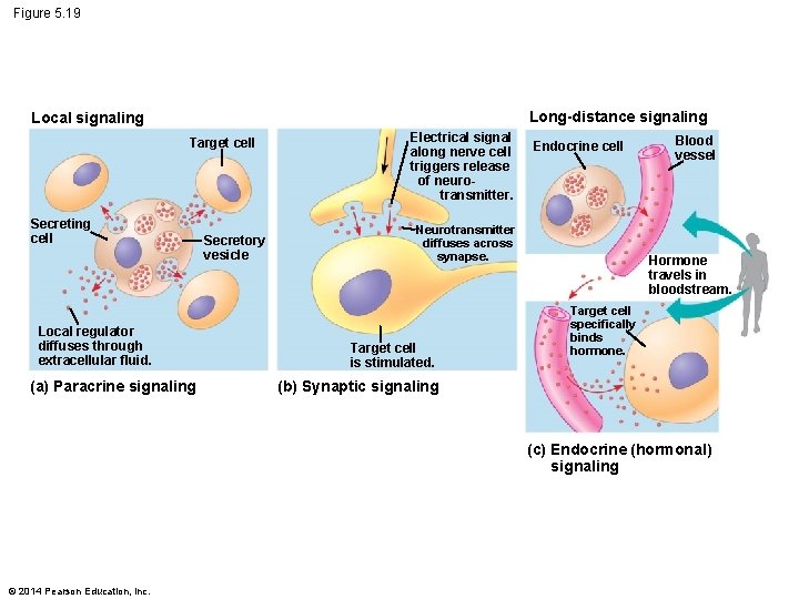 Figure 5. 19 Long-distance signaling Local signaling Target cell Secreting cell Local regulator diffuses