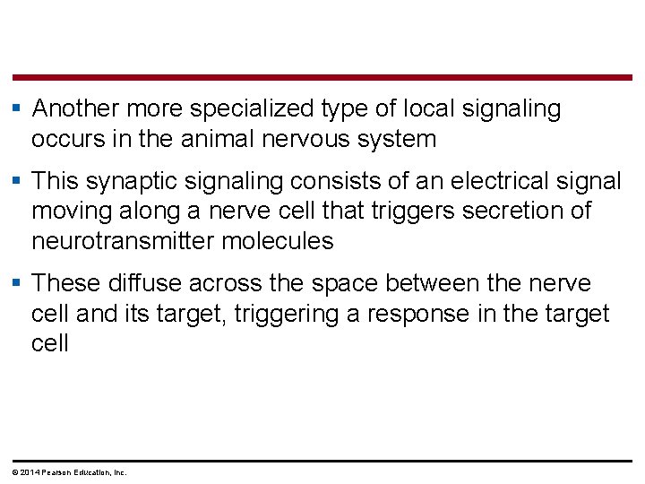 § Another more specialized type of local signaling occurs in the animal nervous system