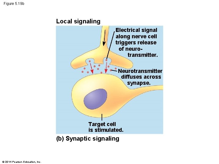 Figure 5. 19 b Local signaling Electrical signal along nerve cell triggers release of