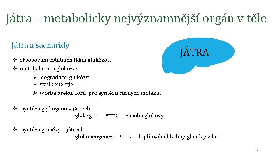 Játra – metabolicky nejvýznamnější orgán v těle Játra a sacharidy v zásobování ostatních tkání