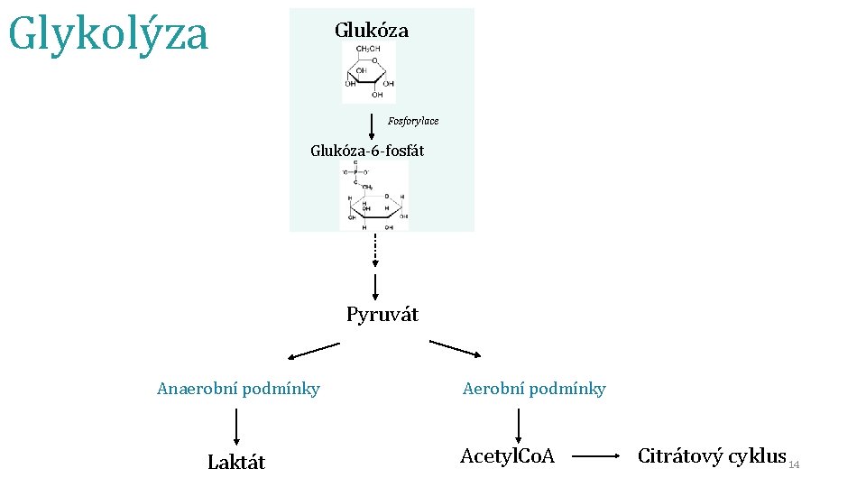 Glykolýza Glukóza Fosforylace Glukóza-6 -fosfát Pyruvát Anaerobní podmínky Laktát Aerobní podmínky Acetyl. Co. A