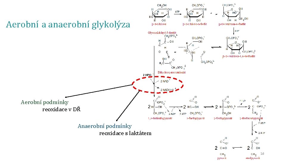 Aerobní a anaerobní glykolýza Aerobní podmínky reoxidace v DŘ Anaerobní podmínky reoxidace s laktátem