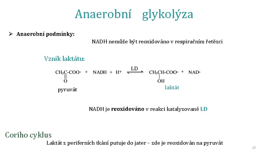 Anaerobní glykolýza Ø Anaerobní podmínky: NADH nemůže být reoxidováno v respiračním řetězci Vznik laktátu: