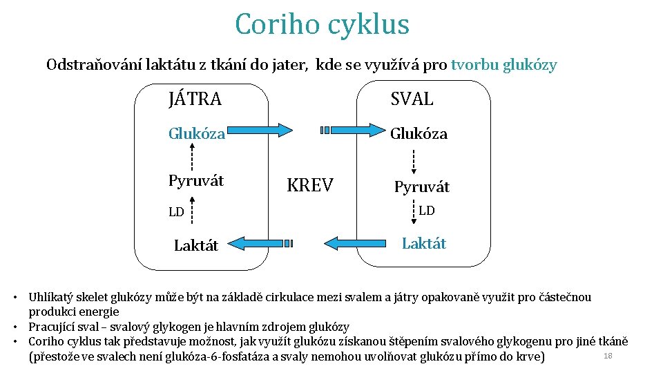 Coriho cyklus Odstraňování laktátu z tkání do jater, kde se využívá pro tvorbu glukózy