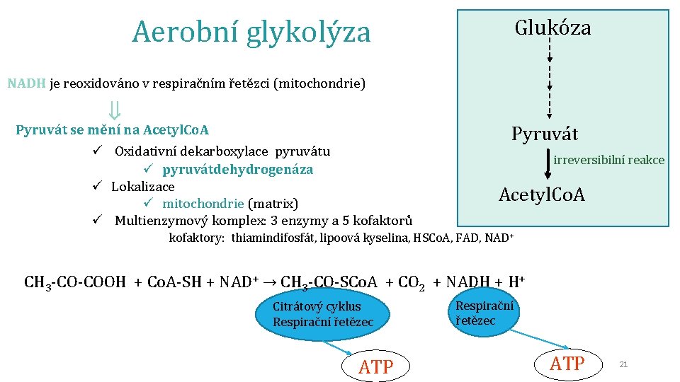 Aerobní glykolýza Glukóza NADH je reoxidováno v respiračním řetězci (mitochondrie) Pyruvát se mění na