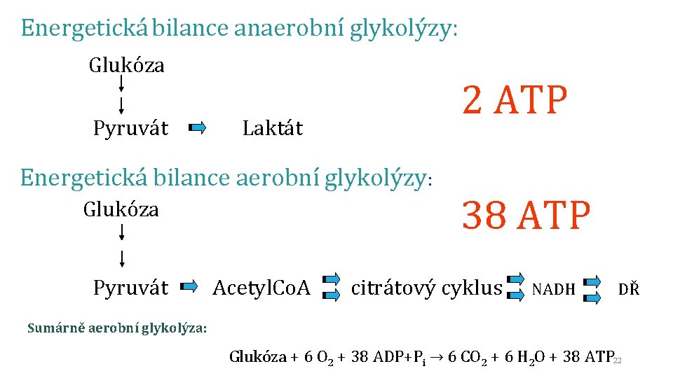 Energetická bilance anaerobní glykolýzy: Glukóza Pyruvát Laktát Energetická bilance aerobní glykolýzy: Glukóza 2 ATP
