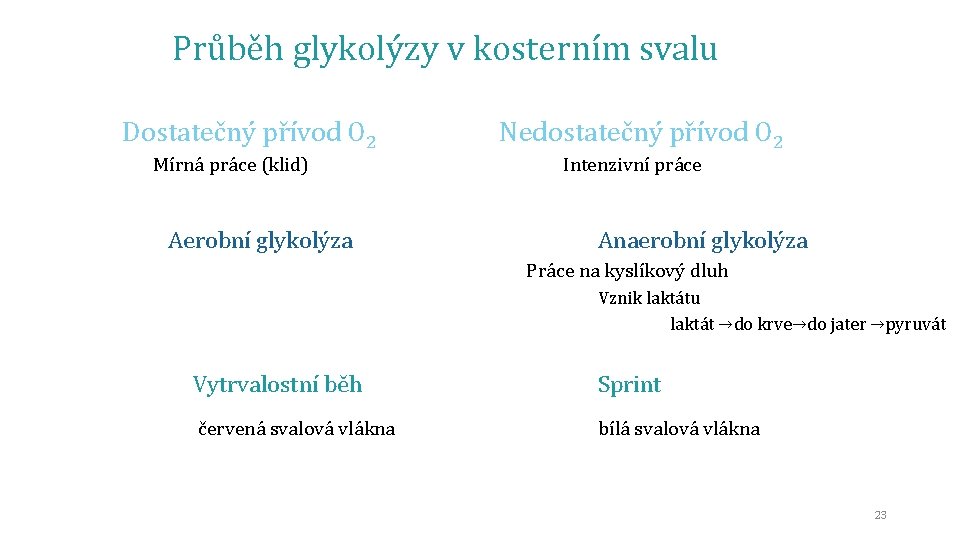 Průběh glykolýzy v kosterním svalu Dostatečný přívod O 2 Nedostatečný přívod O 2 Mírná