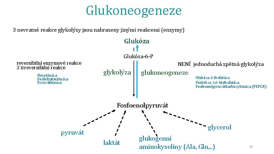 Glukoneogeneze 3 nevratné reakce glykolýzy jsou nahrazeny jinými reakcemi (enzymy) Glukóza-6 -P reversibilní enzymové