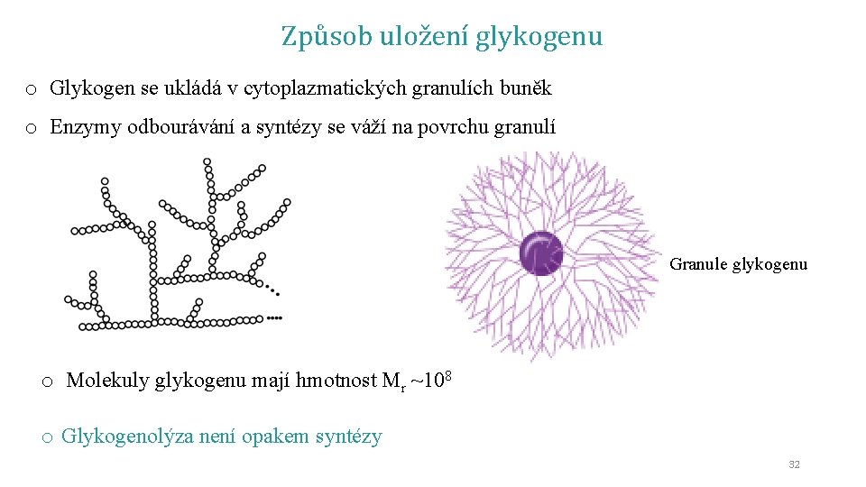 Způsob uložení glykogenu o Glykogen se ukládá v cytoplazmatických granulích buněk o Enzymy odbourávání