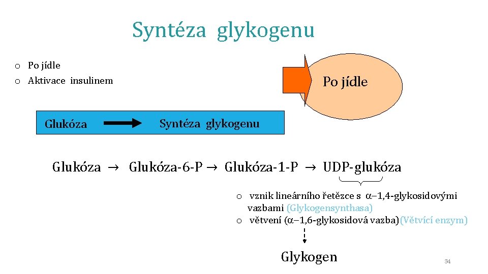 Syntéza glykogenu o Po jídle o Aktivace insulinem Glukóza Po jídle Syntéza glykogenu Glukóza