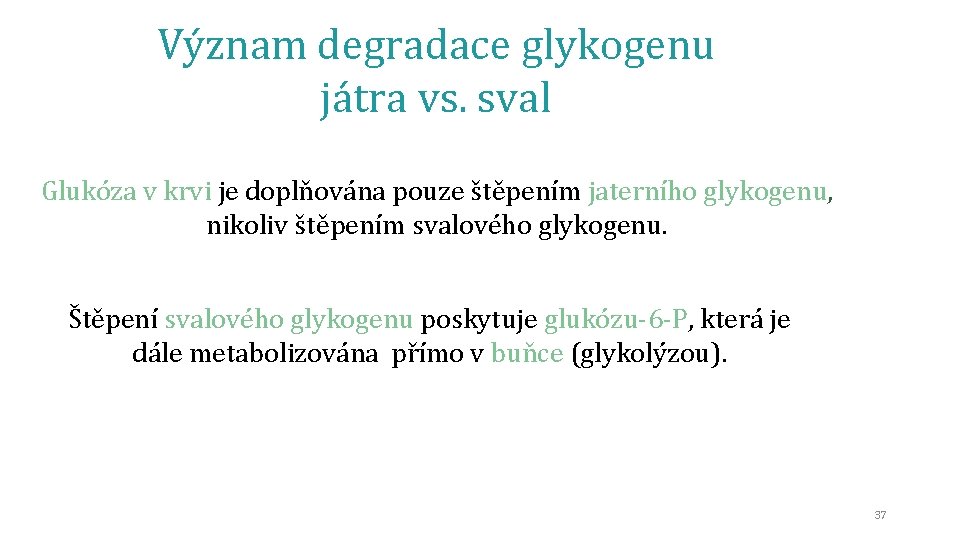 Význam degradace glykogenu játra vs. sval Glukóza v krvi je doplňována pouze štěpením jaterního