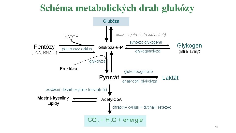 Schéma metabolických drah glukózy Glukóza pouze v játrech (a ledvinách) NADPH Pentózy (DNA, RNA.