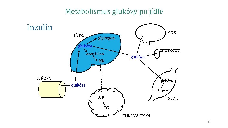 Metabolismus glukózy po jídle Inzulín CNS JÁTRA glykogen glukóza Acetyl-Co. A MK ERYTROCYTY glukóza