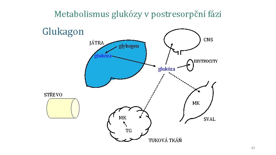 Metabolismus glukózy v postresorpční fázi Glukagon JÁTRA CNS glykogen glukóza ERYTROCYTY glukóza STŘEVO MK