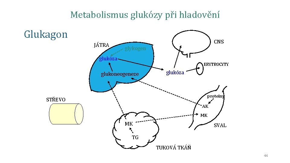 Metabolismus glukózy při hladovění Glukagon JÁTRA CNS glykogen glukóza ERYTROCYTY glukoneogeneze glukóza proteiny STŘEVO