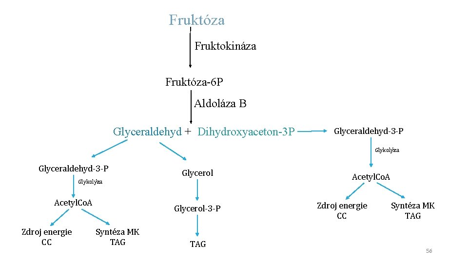 Fruktóza Fruktokináza Fruktóza-6 P Aldoláza B Glyceraldehyd + Dihydroxyaceton-3 P Glyceraldehyd-3 -P Glykolýza Glyceraldehyd-3