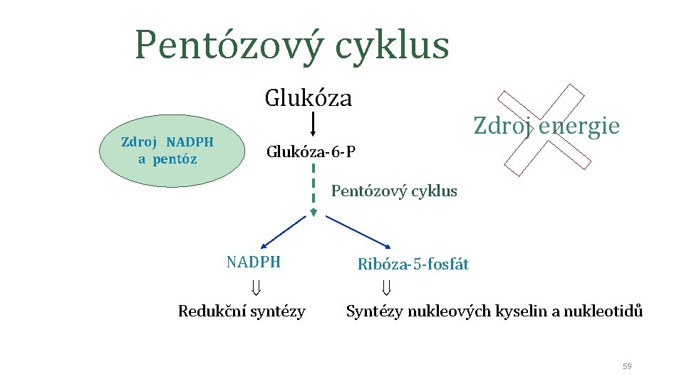 Pentózový cyklus Glukóza Zdroj NADPH a pentóz Zdroj energie Glukóza-6 -P Pentózový cyklus NADPH
