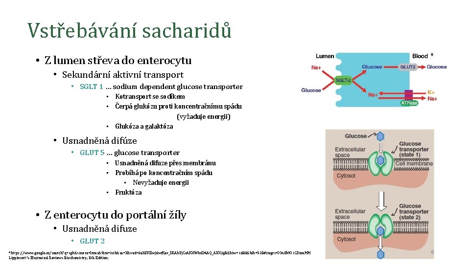 Vstřebávání sacharidů • Z lumen střeva do enterocytu * • Sekundární aktivní transport •