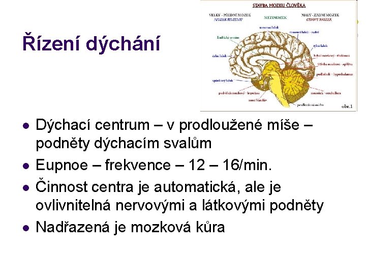 Řízení dýchání l l Dýchací centrum – v prodloužené míše – podněty dýchacím svalům Řízení dýchání l l Dýchací centrum – v prodloužené míše – podněty dýchacím svalům