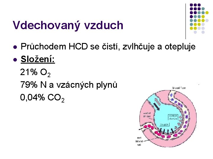 Vdechovaný vzduch Průchodem HCD se čistí, zvlhčuje a otepluje l Složení: 21% O 2 Vdechovaný vzduch Průchodem HCD se čistí, zvlhčuje a otepluje l Složení: 21% O 2