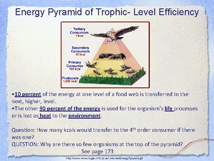 Energy Pyramid of Trophic- Level Efficiency • 10 percent of the energy at one