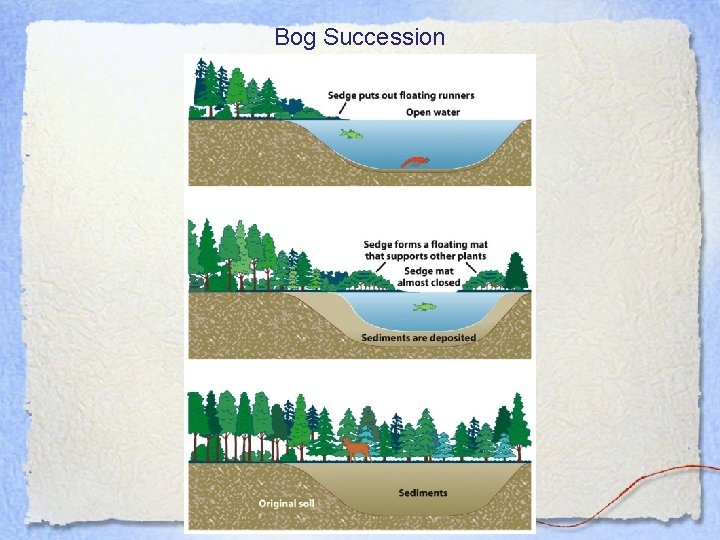 Bog Succession 