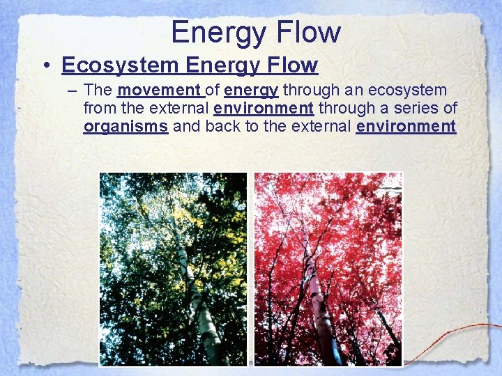 Energy Flow • Ecosystem Energy Flow – The movement of energy through an ecosystem