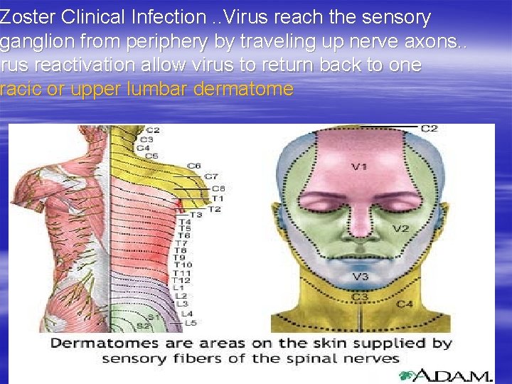 Zoster Clinical Infection. . Virus reach the sensory ganglion from periphery by traveling up