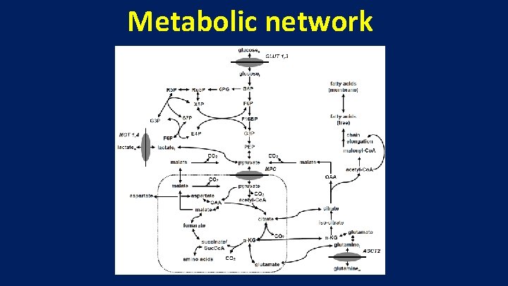 Metabolic network 