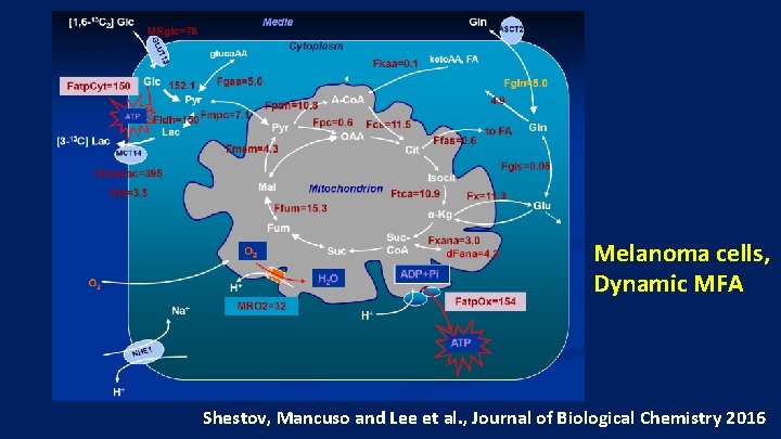 Melanoma cells, Dynamic MFA Shestov, Mancuso and Lee et al. , Journal of Biological
