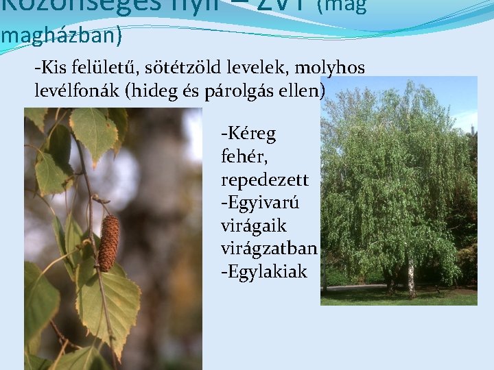 Közönséges nyír – ZVT (mag magházban) -Kis felületű, sötétzöld levelek, molyhos levélfonák (hideg és